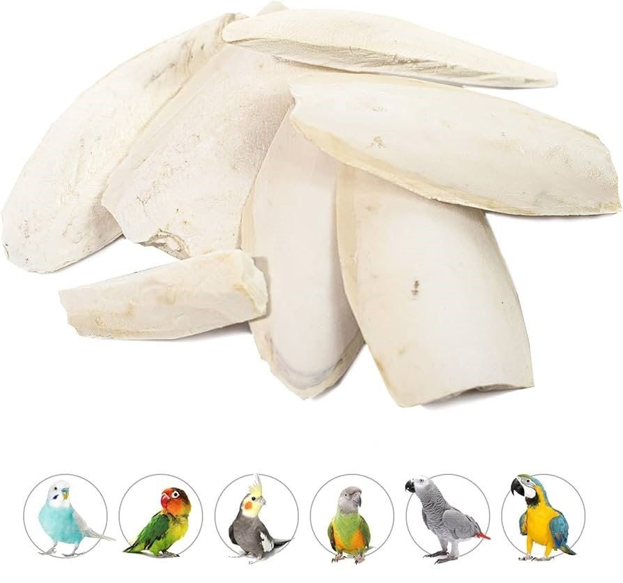 cuttlefish bone