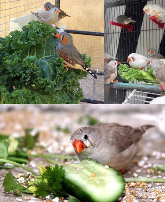 finches eating spinach and green leaf