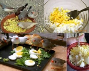 finches eating boiled egg
