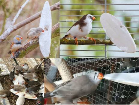 finches eating cuttlefish bone