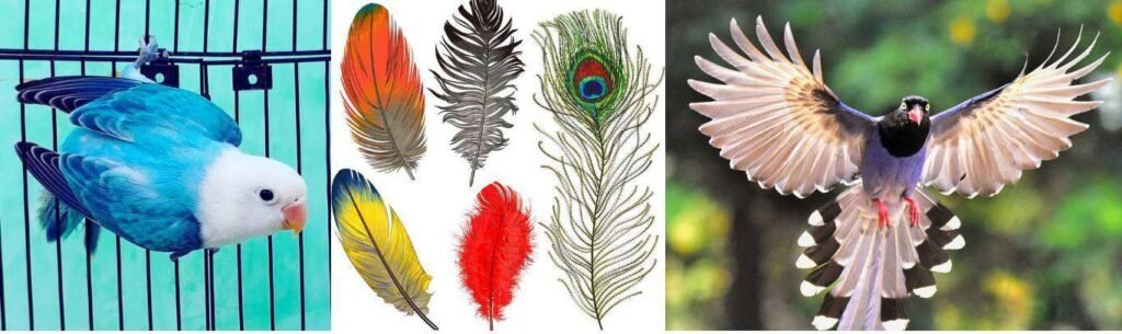 birds feathers