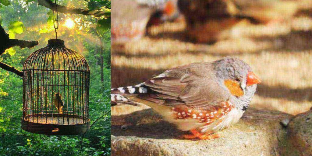 sunlight on birds