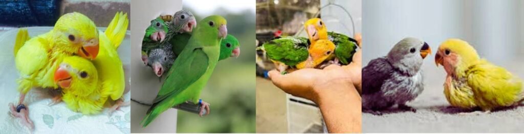 Healthy parrots babies, and lovebirds.