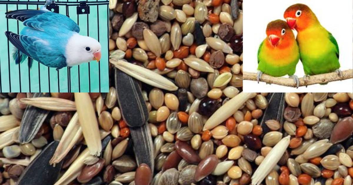Lovebird seed mix ratio