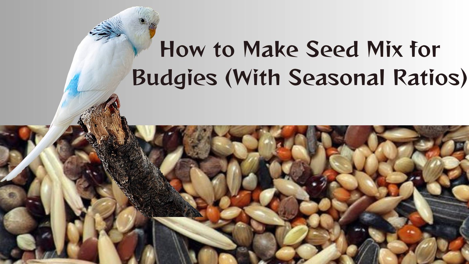 How to Make Seed Mix for Budgies (With Seasonal Ratios)