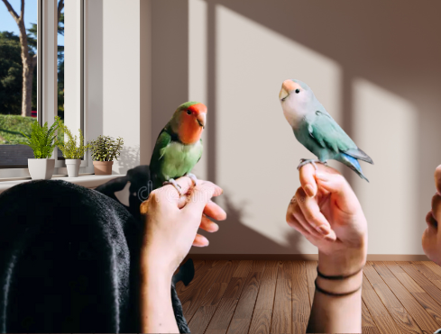 two birds on a person's hand