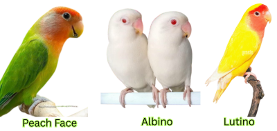 Albino, lutino and peach face lovebirds