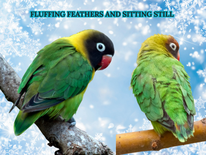 winter care tips for your lovebirds