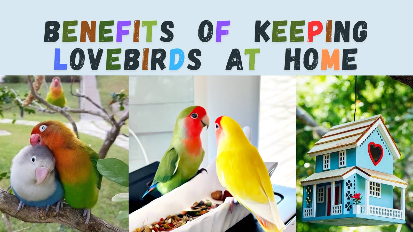 Benefits of keeping lovebirds at home